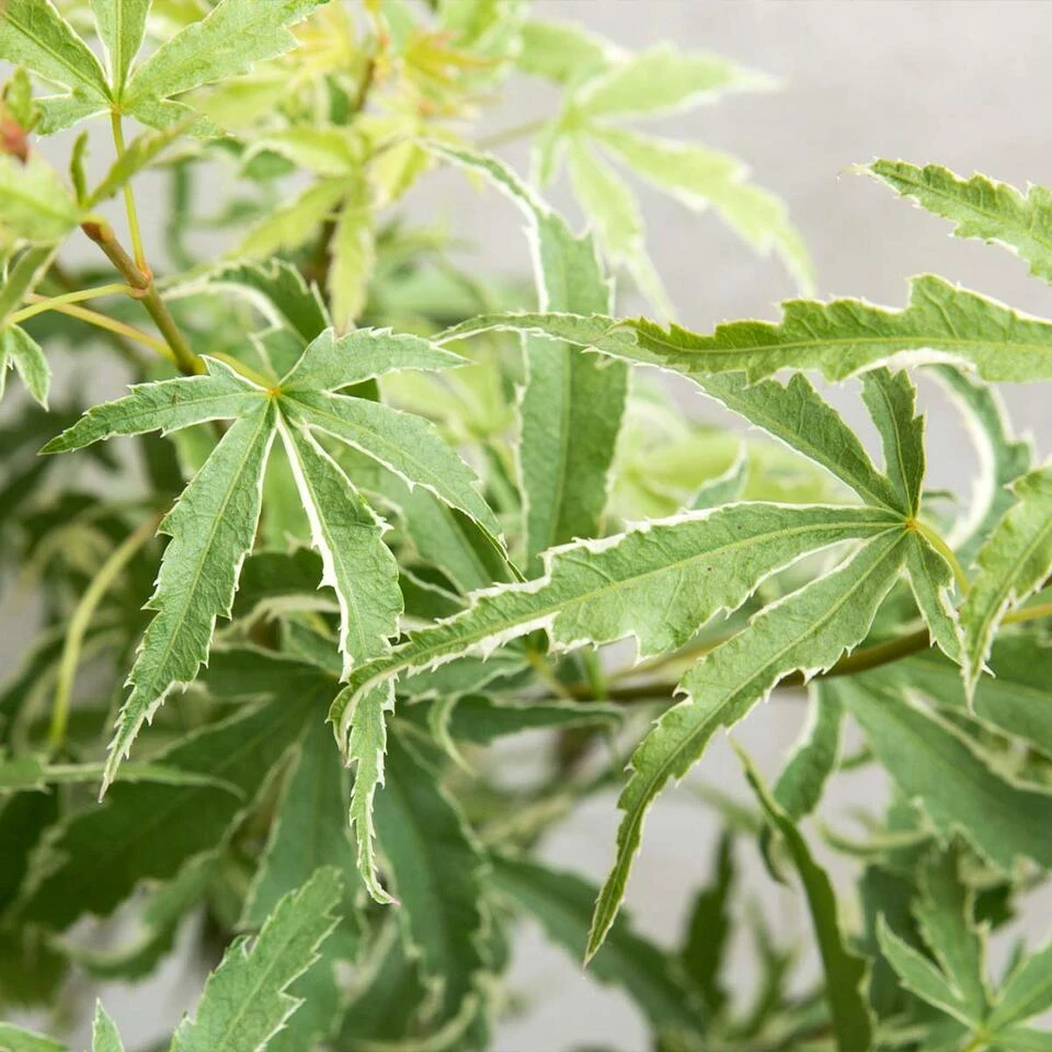 4x Acer Palmatum 'Butterfly' β Japanse Esdoorn β β10,5 Cm - β25-30 Cm - Afbeelding 2