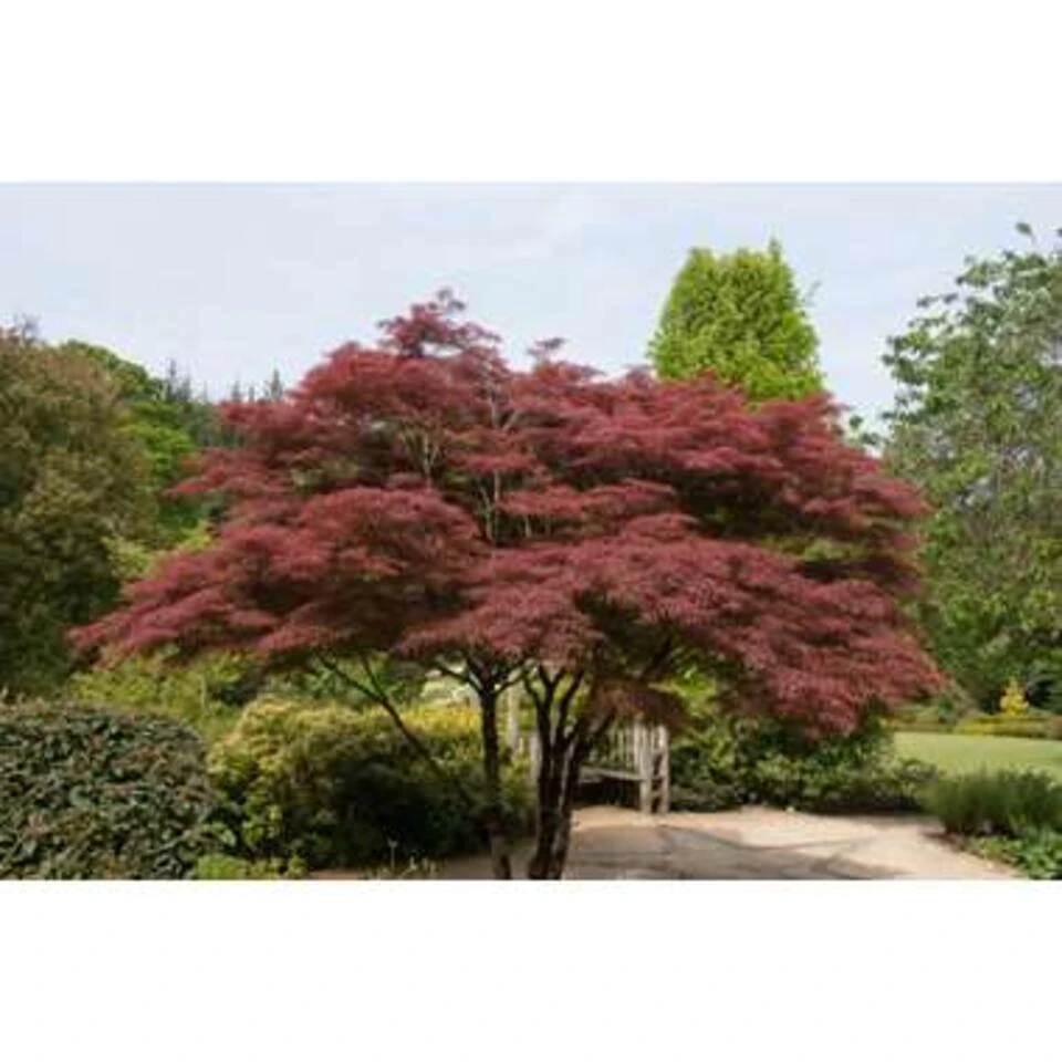 4x Acer Mix - Japanse Esdoorn - ⌀10.5 Cm - ↕25-30 Cm - Afbeelding 2