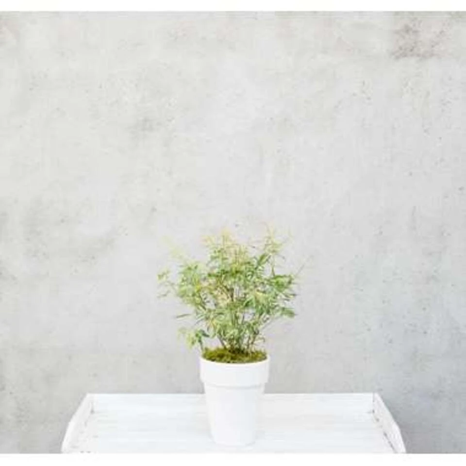 4x Acer Mix - Japanse Esdoorn - ⌀10.5 Cm - ↕25-30 Cm - Afbeelding 3