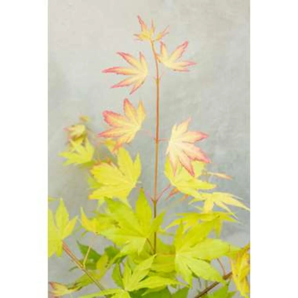 4x Acer Mix - Japanse Esdoorn - ⌀10.5 Cm - ↕25-30 Cm - Afbeelding 4