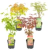 4x Acer Mix - Japanse Esdoorn - ⌀10.5 Cm - ↕25-30 Cm