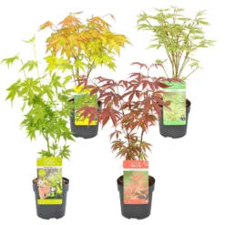 4x Acer Mix - Japanse Esdoorn - ⌀10.5 Cm - ↕25-30 Cm