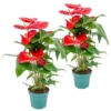 2x Anthurium 'Aristo' Rood– Flamingoplant - ⌀12 Cm - ↕30-40 Cm