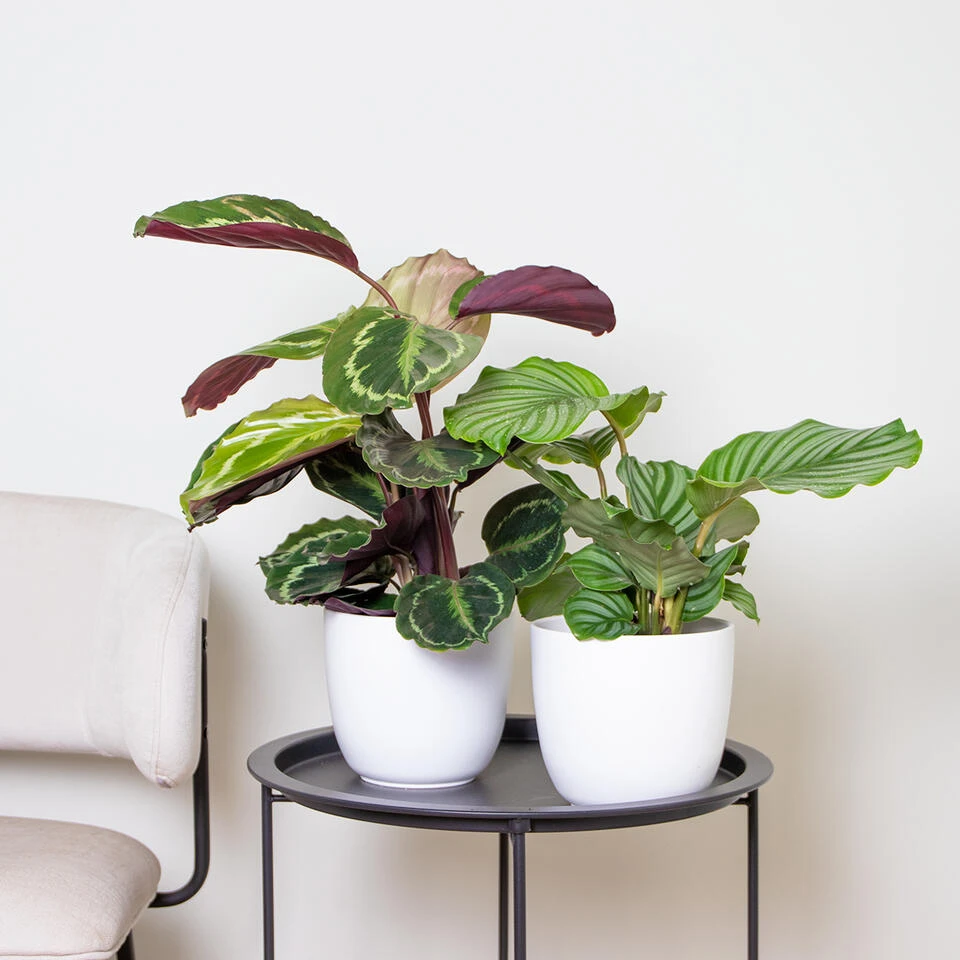 Calathea 'Medaillon' & 'Orbifolia'- ⌀14 Cm - ↕40-45 Cm - Afbeelding 2