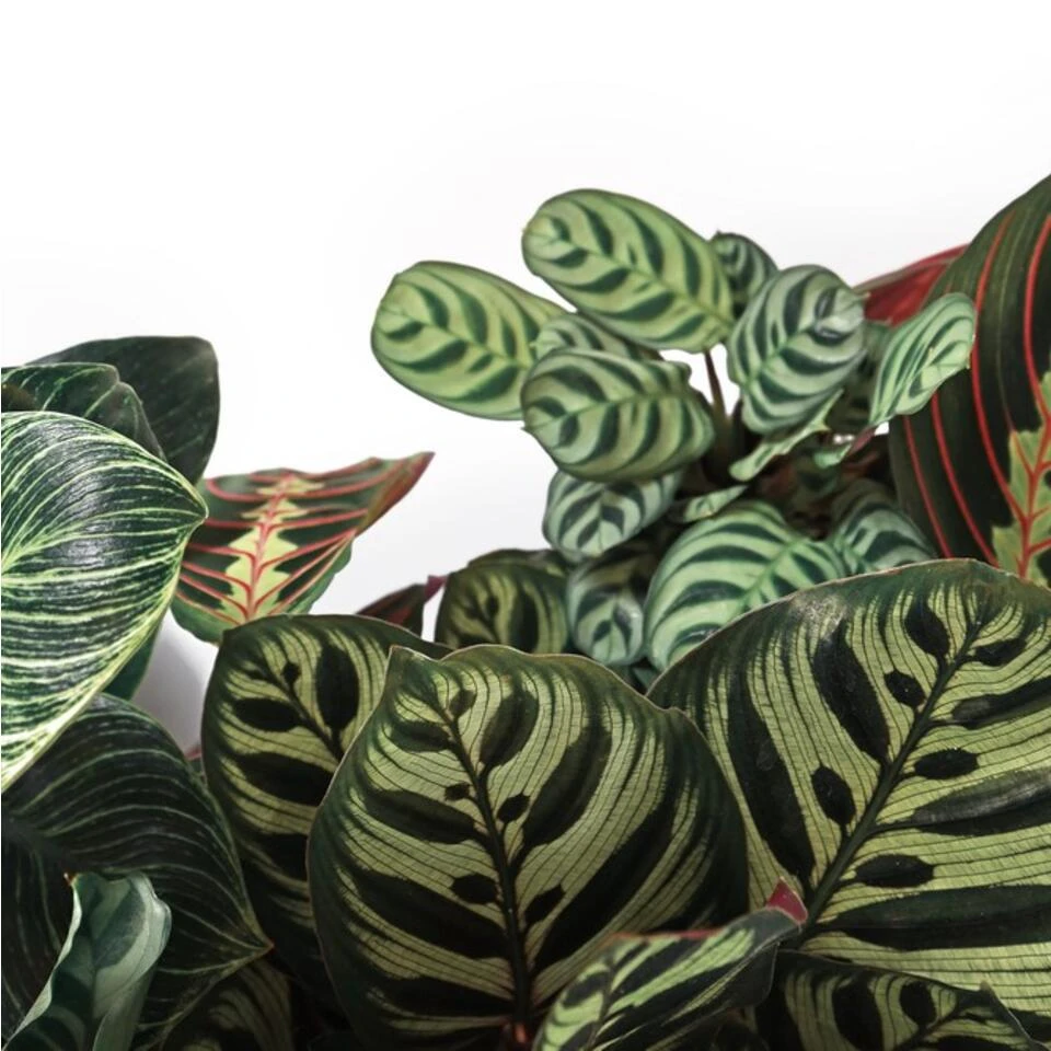 Calathea 'Medaillon' & 'Orbifolia'- ⌀14 Cm - ↕40-45 Cm - Afbeelding 3