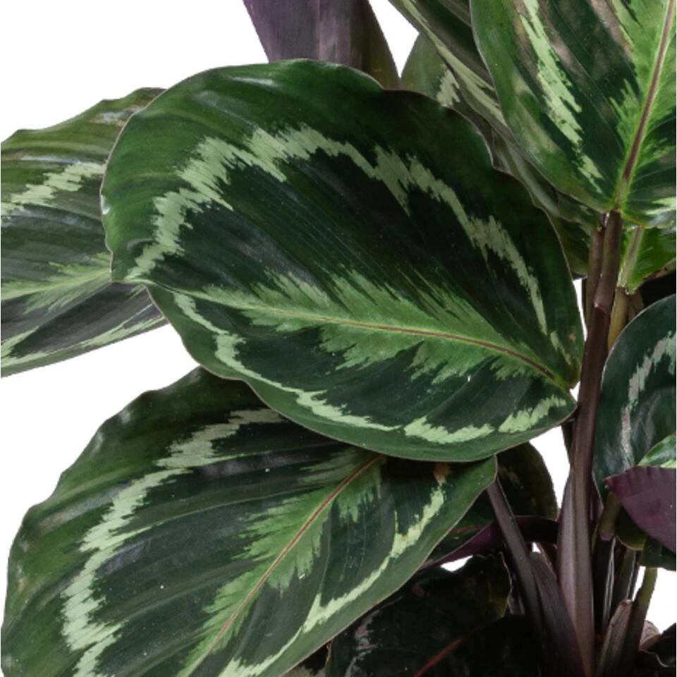 Calathea 'Medaillon' & 'Orbifolia'- ⌀14 Cm - ↕40-45 Cm - Afbeelding 4