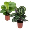 Calathea 'Medaillon' & 'Orbifolia'- ⌀14 Cm - ↕40-45 Cm