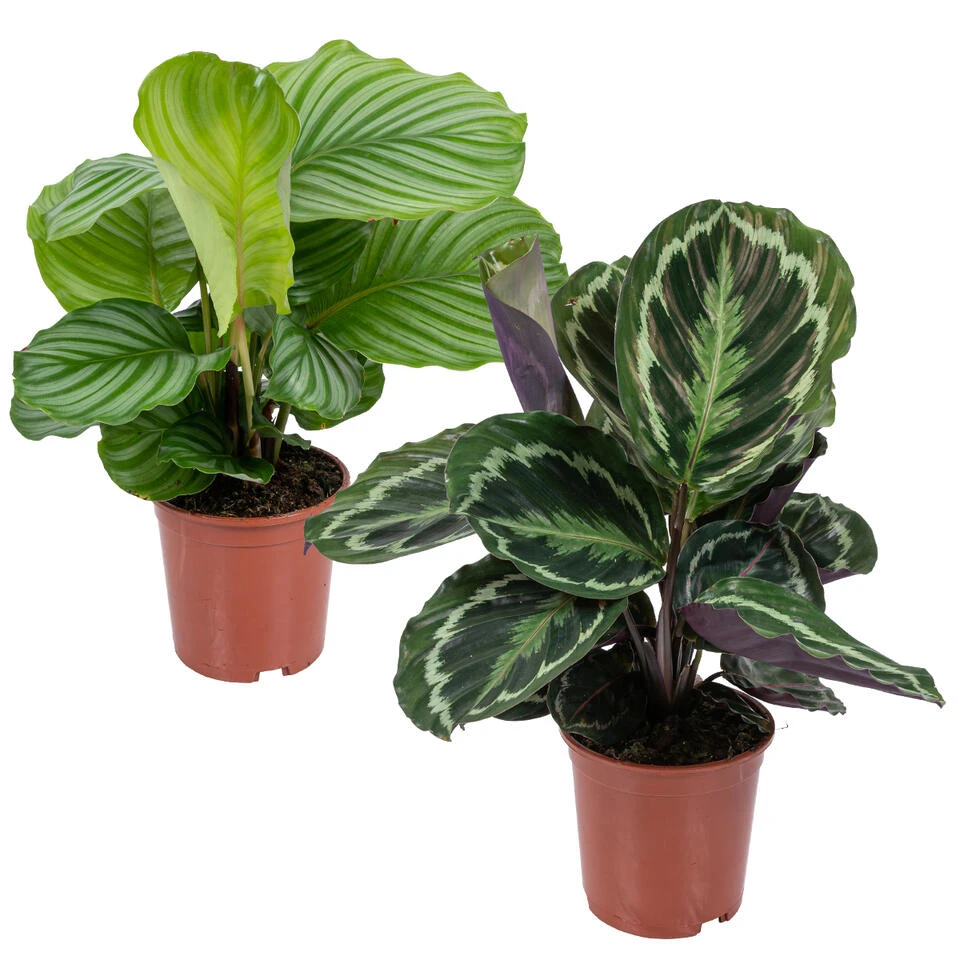 Calathea 'Medaillon' & 'Orbifolia'- ⌀14 Cm - ↕40-45 Cm