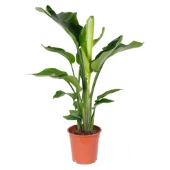 Strelitzia Nicolai - Paradijsvogelplant - ⌀19 Cm - ↕80-90 Cm