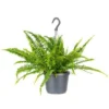 Nephrolepis Green Lady - Krulvaren In Hangpot - Pot 17 - ↕20 Cm