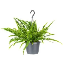 Nephrolepis Green Lady - Krulvaren In Hangpot - Pot 17 - ↕20 Cm