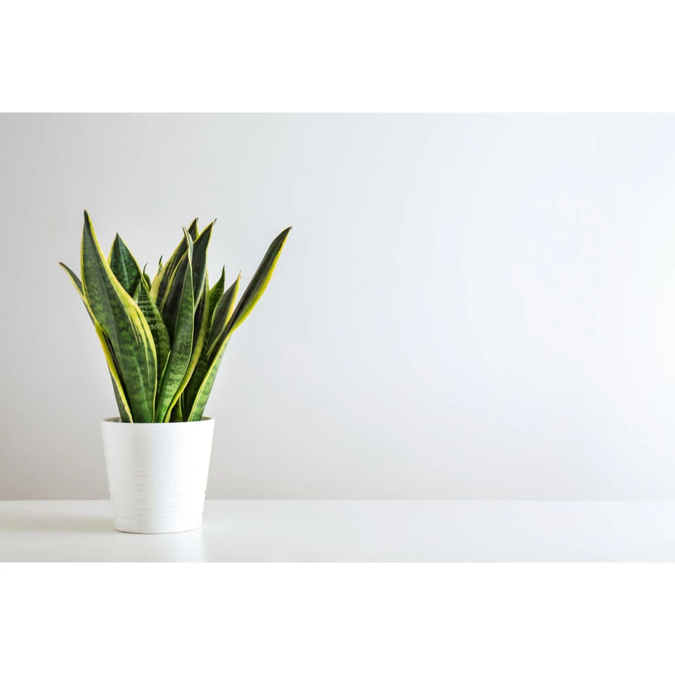 Vrouwentong - SansevieriaxL 'Zeylanica' 2x - Pot 17 Cm - β65 Cm - Afbeelding 2