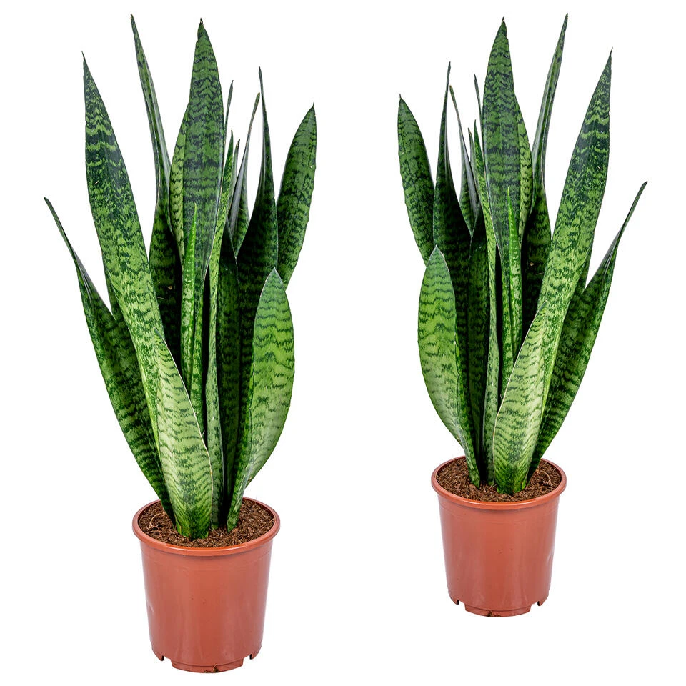 Vrouwentong - SansevieriaxL 'Zeylanica' 2x - Pot 17 Cm - β65 Cm