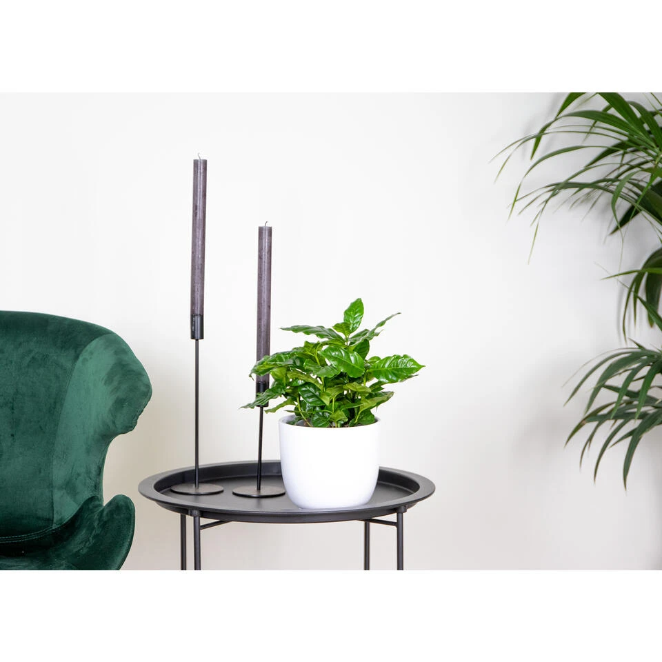 Koffieplant - Coffea Arabica - Pot 12 Cm - β25 Cm - Afbeelding 2