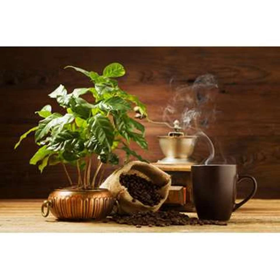 Koffieplant - Coffea Arabica - Pot 12 Cm - β25 Cm - Afbeelding 3