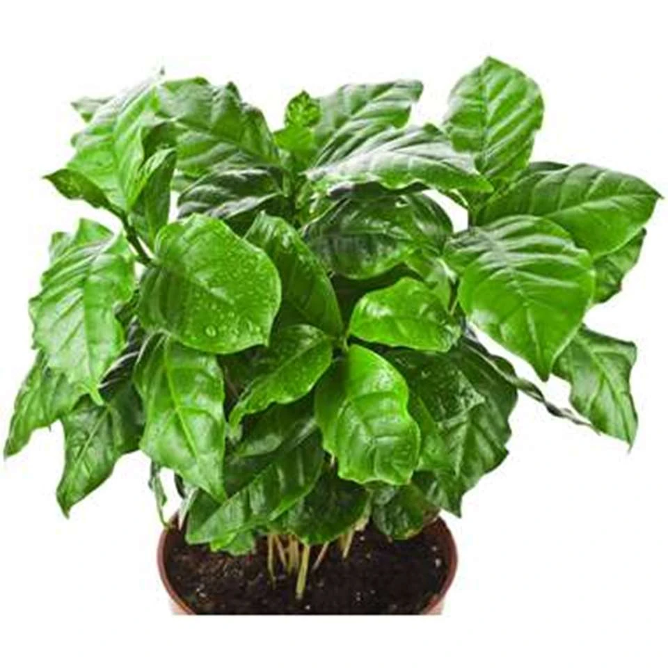 Koffieplant - Coffea Arabica - Pot 12 Cm - β25 Cm - Afbeelding 4
