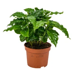 Koffieplant - Coffea Arabica - Pot 12 Cm - ↕25 Cm