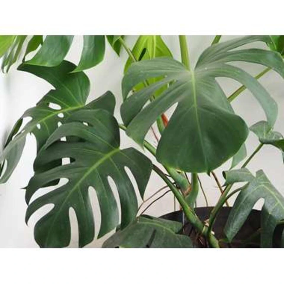 Mix Van 3 Botanische Kamerplanten β12 Cm - β20-30 Cm - Afbeelding 2