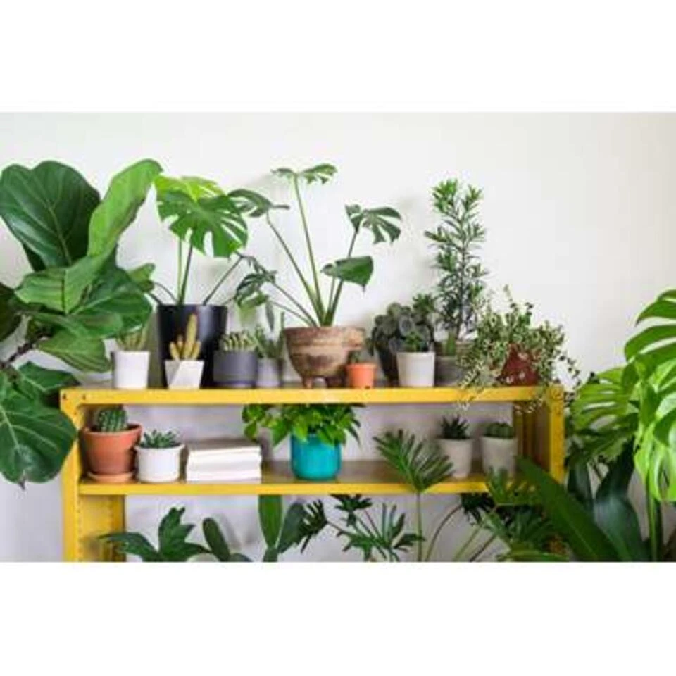 Mix Van 3 Botanische Kamerplanten β12 Cm - β20-30 Cm - Afbeelding 3