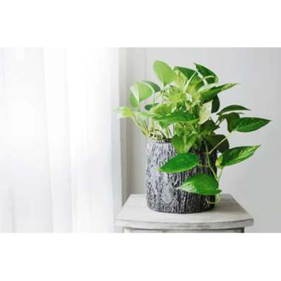 Mix Van 3 Botanische Kamerplanten β12 Cm - β20-30 Cm - Afbeelding 4