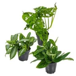 Mix Van 3 Botanische Kamerplanten ⌀12 Cm - ↕20-30 Cm