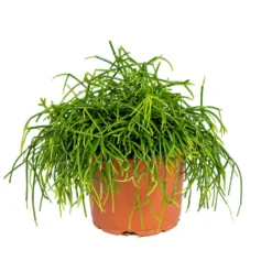 Rhipsalis Baccifera 'Oasis' - Koraalcactus - ⌀10,5 Cm - ↕10-15 Cm