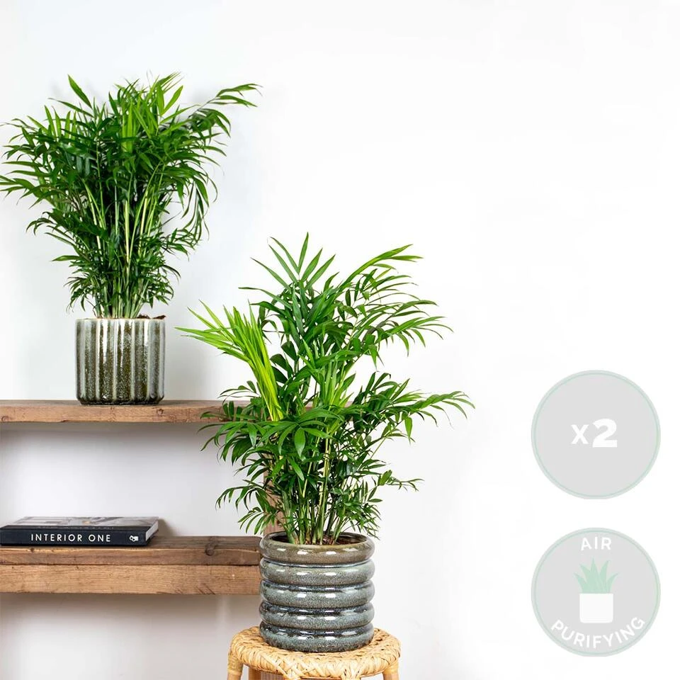 2x Chamaedorea Elegans - Mexicaanse Dwergpalm - β17 Cm - β50-60 Cm - Afbeelding 2
