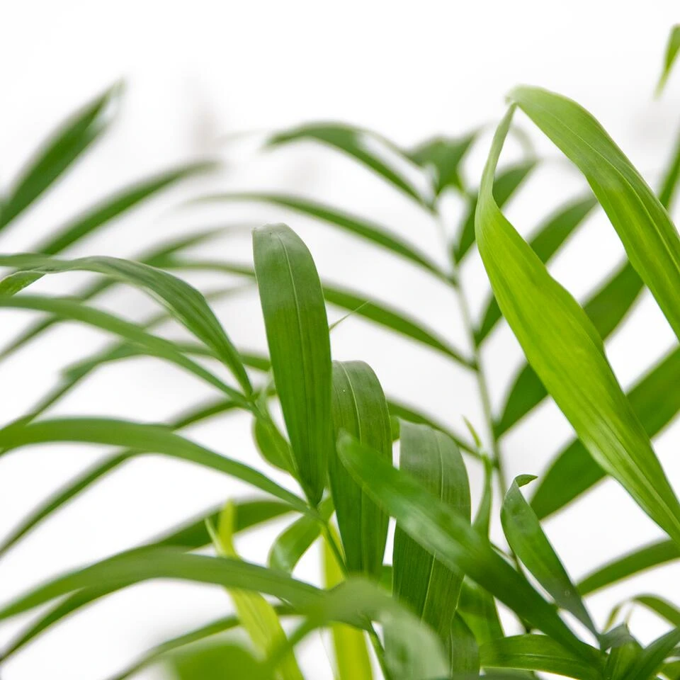 2x Chamaedorea Elegans - Mexicaanse Dwergpalm - β17 Cm - β50-60 Cm - Afbeelding 3