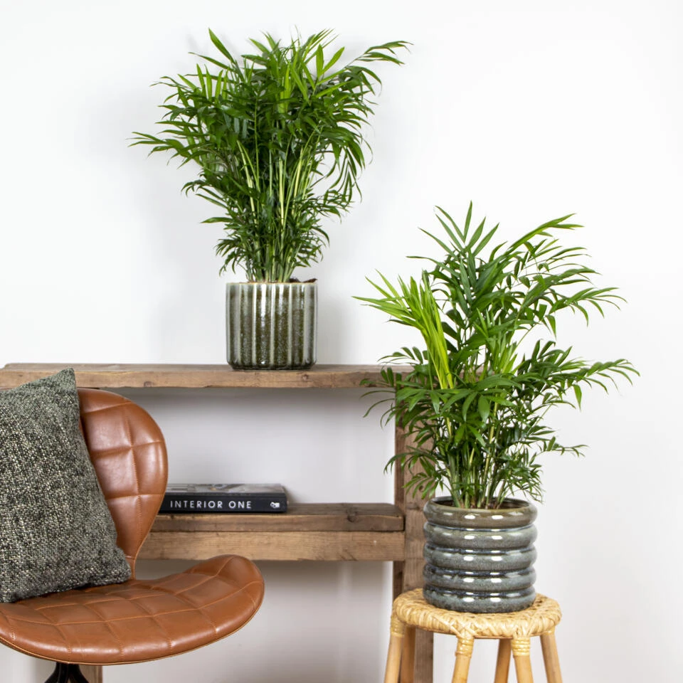 2x Chamaedorea Elegans - Mexicaanse Dwergpalm - β17 Cm - β50-60 Cm - Afbeelding 4