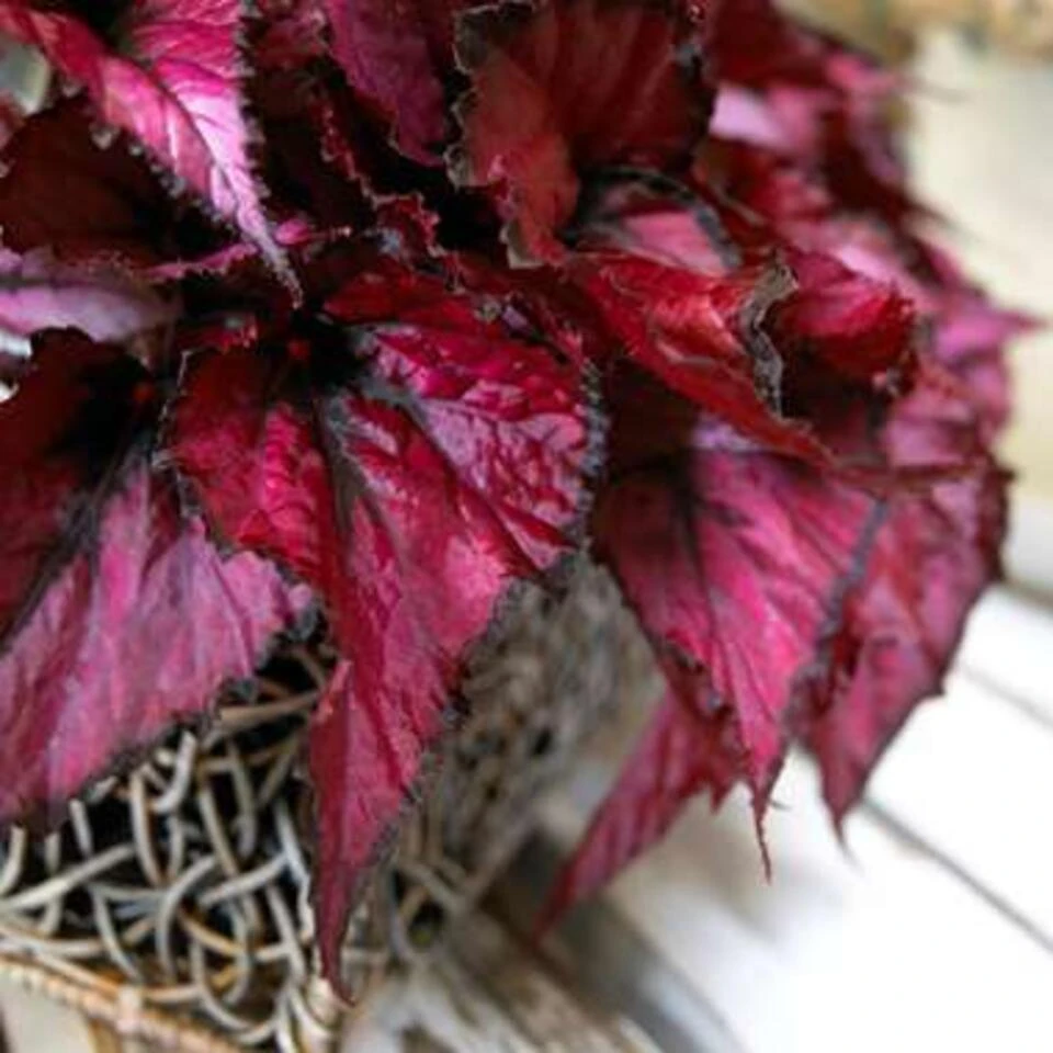 6x Begonia Beleaf Mix β Bladbegonia β β12 Cm - β20-25 Cm - Afbeelding 3