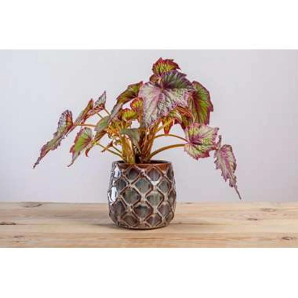 6x Begonia Beleaf Mix β Bladbegonia β β12 Cm - β20-25 Cm - Afbeelding 4