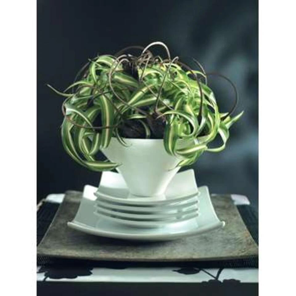 Graslelie - Chlorophytum 'Green Bonnie' 6x - Pot 12 Cm - ↕25 Cm - Afbeelding 2