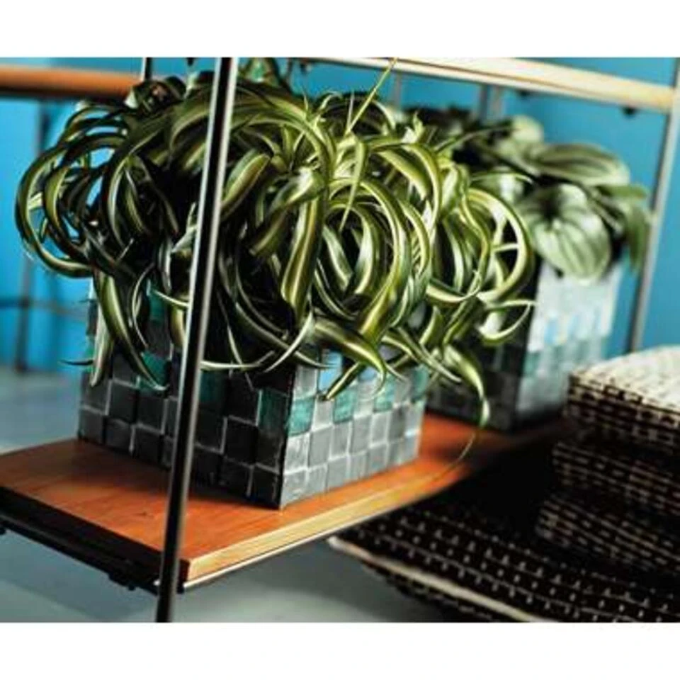 Graslelie - Chlorophytum 'Green Bonnie' 6x - Pot 12 Cm - ↕25 Cm - Afbeelding 3