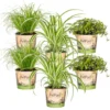 6x Huisdiervriendelijk Mix - Kamerplant - ⌀12 Cm -↕15-25 Cm
