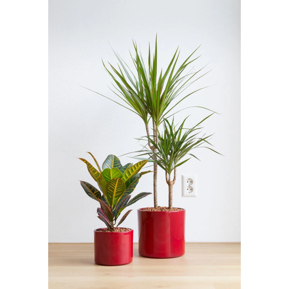 Drakenbloedboom - Dracaena 'Magenta' - Pot 17 Cm - β75 Cm - Afbeelding 2