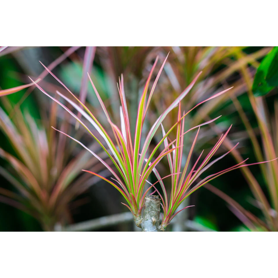 Drakenbloedboom - Dracaena 'Magenta' - Pot 17 Cm - β75 Cm - Afbeelding 3