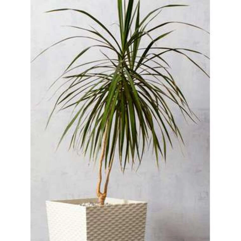 Drakenbloedboom - Dracaena 'Magenta' - Pot 17 Cm - β75 Cm - Afbeelding 4