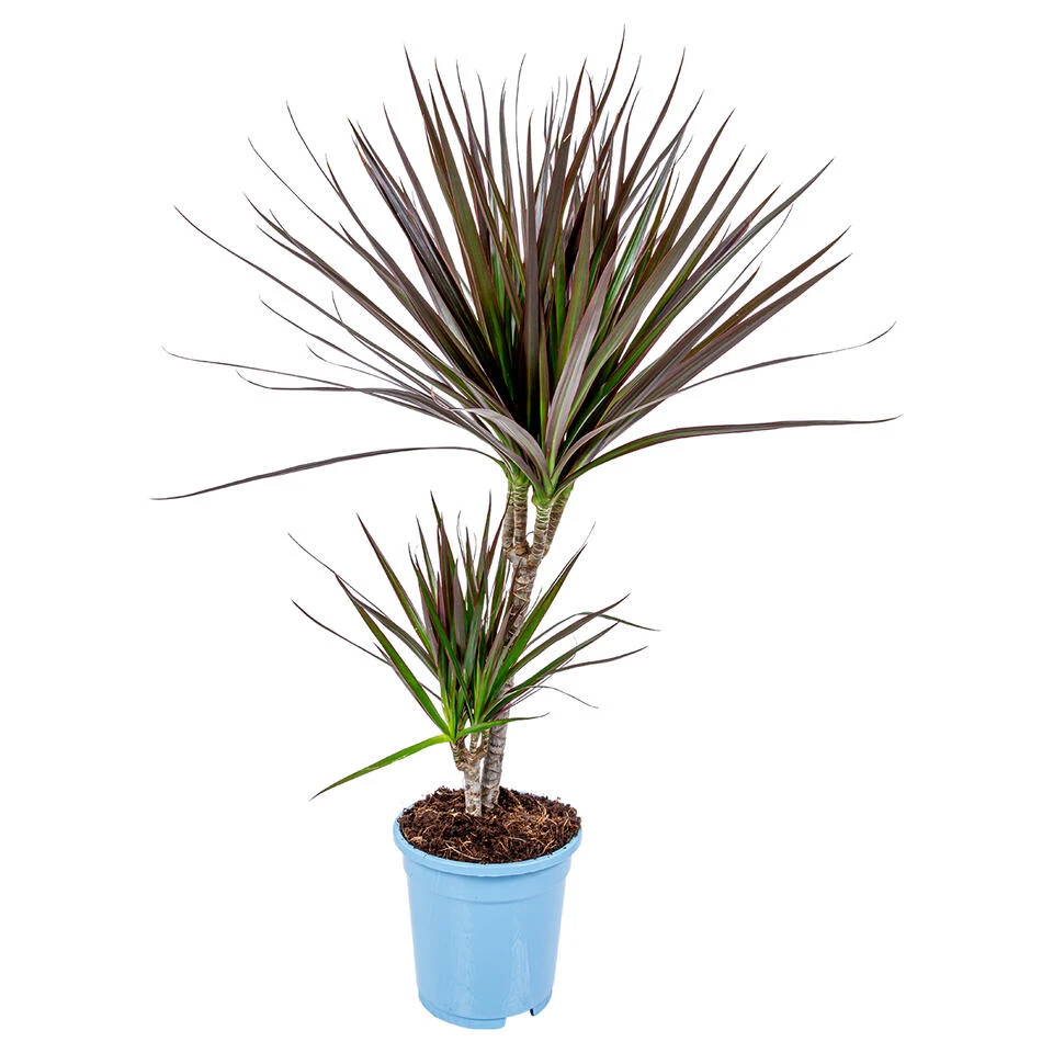 Drakenbloedboom - Dracaena 'Magenta' - Pot 17 Cm - β75 Cm