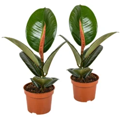 Rubberboom - Ficus 'Robusta' 2x - Pot 12 Cm - ↕35 Cm