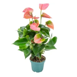Anthurium 'Aristo' Roze – Flamingoplant - ⌀12 Cm - ↕30-40 Cm