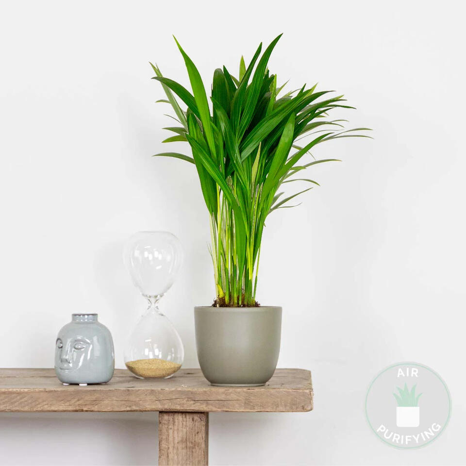 Dypsis Lutescens - Goudpalm - β10,5 Cm - β25-30 Cm - Afbeelding 2