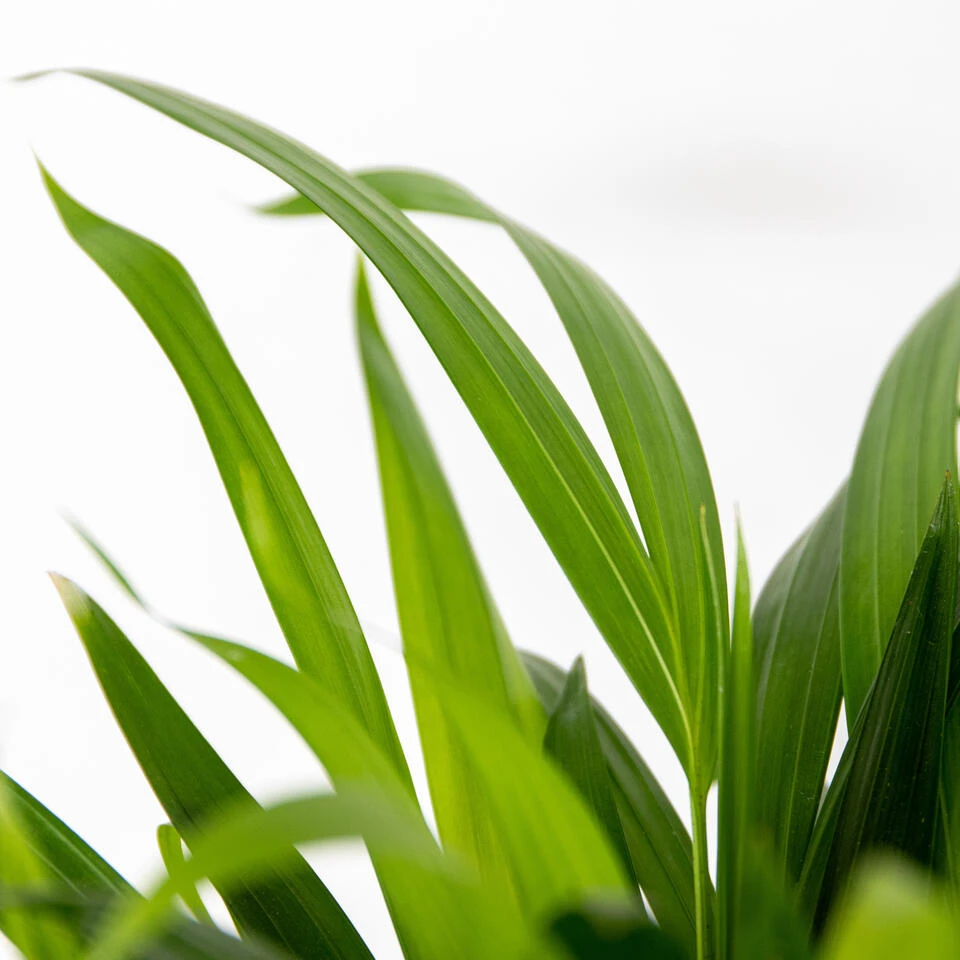 Dypsis Lutescens - Goudpalm - β10,5 Cm - β25-30 Cm - Afbeelding 3