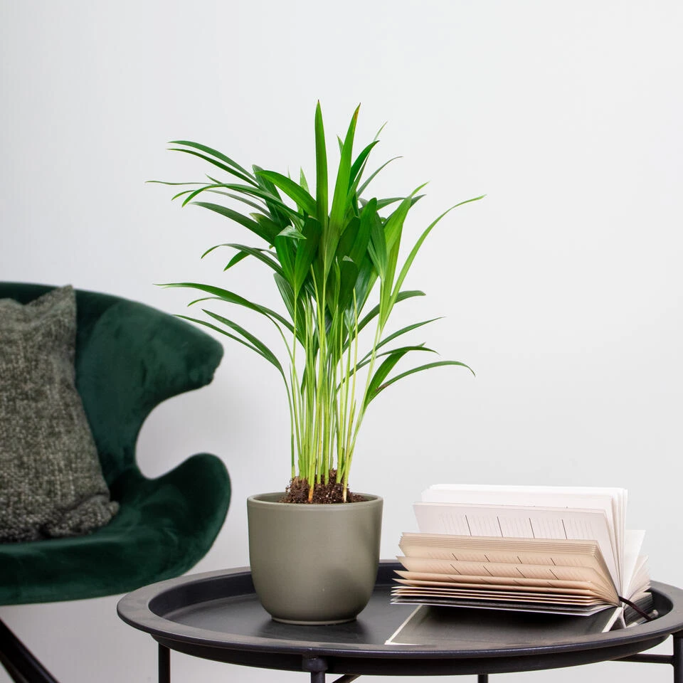 Dypsis Lutescens - Goudpalm - β10,5 Cm - β25-30 Cm - Afbeelding 4