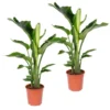 2x Strelitzia Nicolai - Paradijsvogelplant - ⌀19 Cm - ↕80-90 Cm