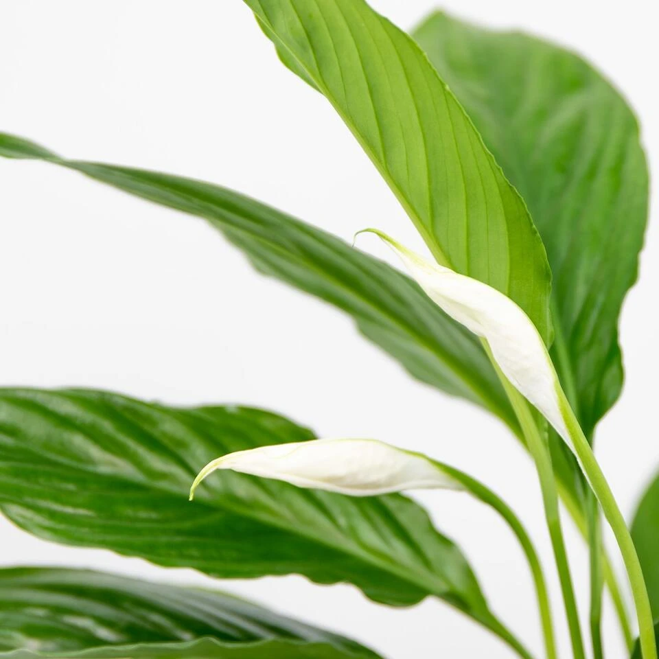 2x Spathiphyllum 'Torelli' - Lepelplant - ⌀12 Cm - ↕35-45 Cm - Afbeelding 3