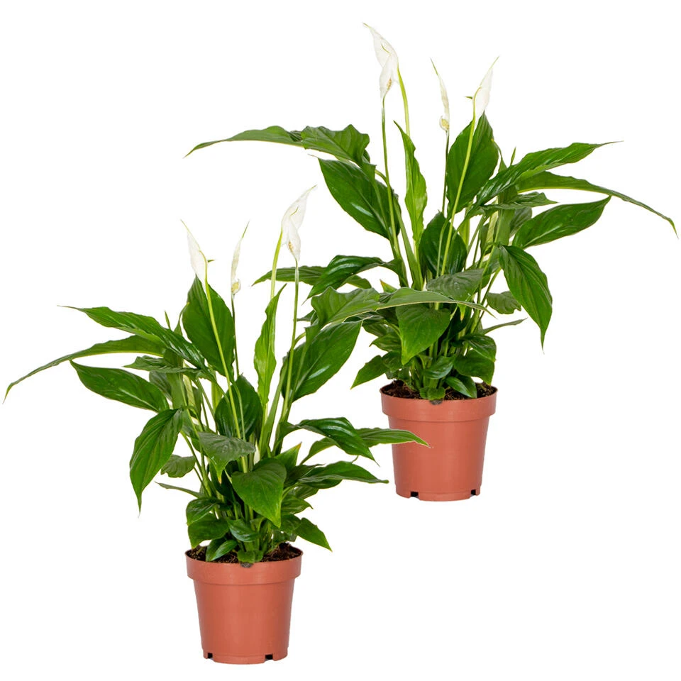 2x Spathiphyllum 'Torelli' - Lepelplant - ⌀12 Cm - ↕35-45 Cm