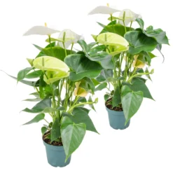 2x Anthurium 'Aristo' Wit – Flamingoplant - ⌀12 Cm - ↕30-40 Cm