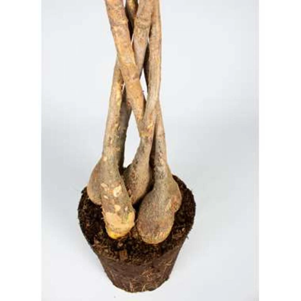 Pachira Aquatica - Geldboom - β19 Cm - β75-85 Cm - Afbeelding 4