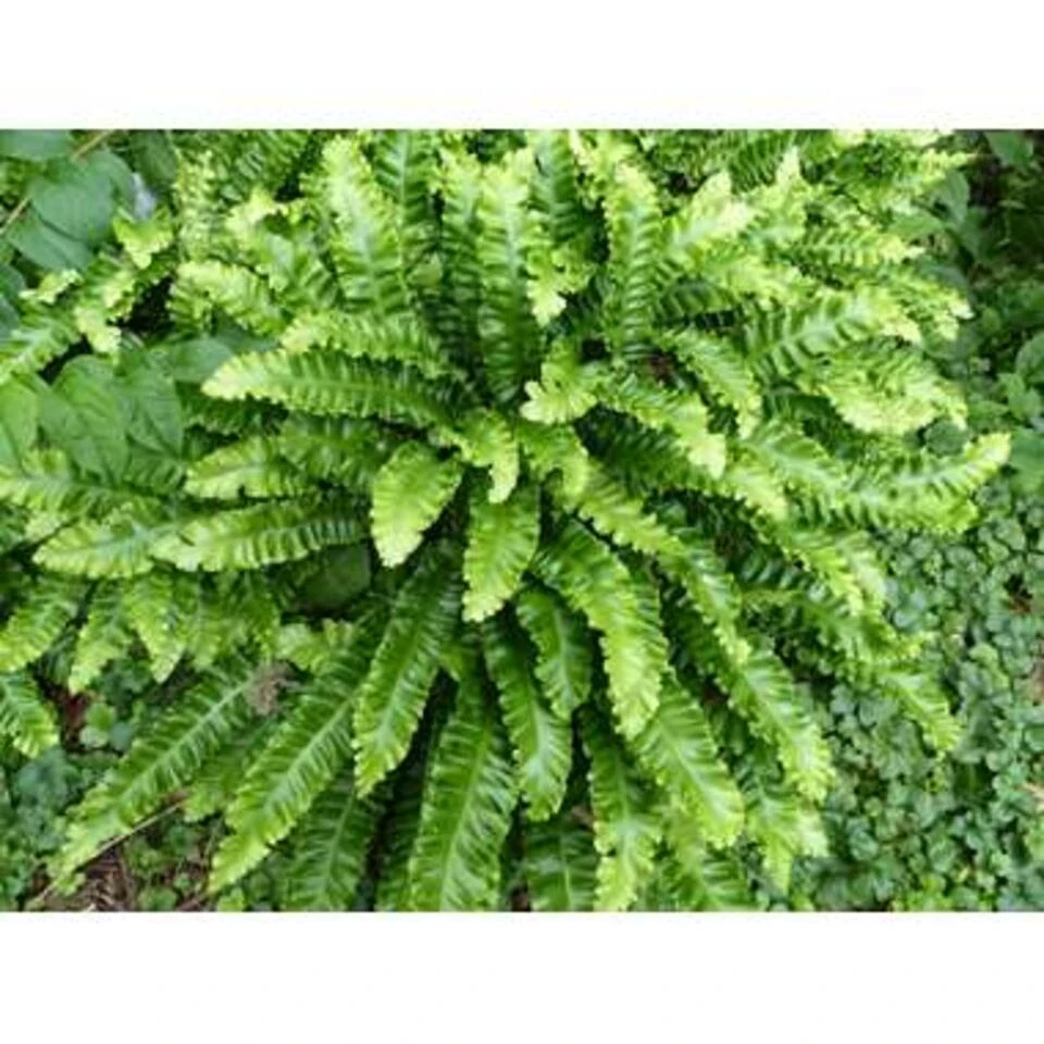 5x Luchtzuiverende Mix β β12 Cm - β20-45 Cm - Afbeelding 2