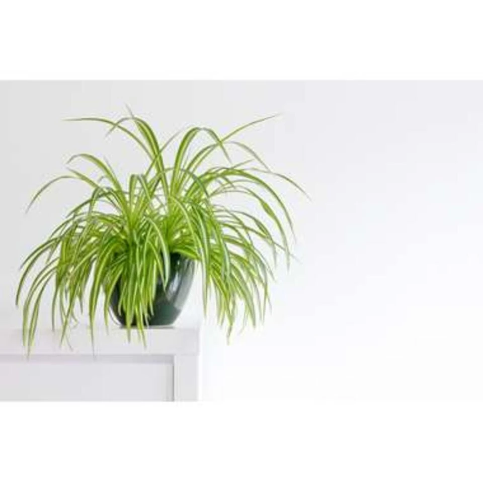 5x Luchtzuiverende Mix β β12 Cm - β20-45 Cm - Afbeelding 3